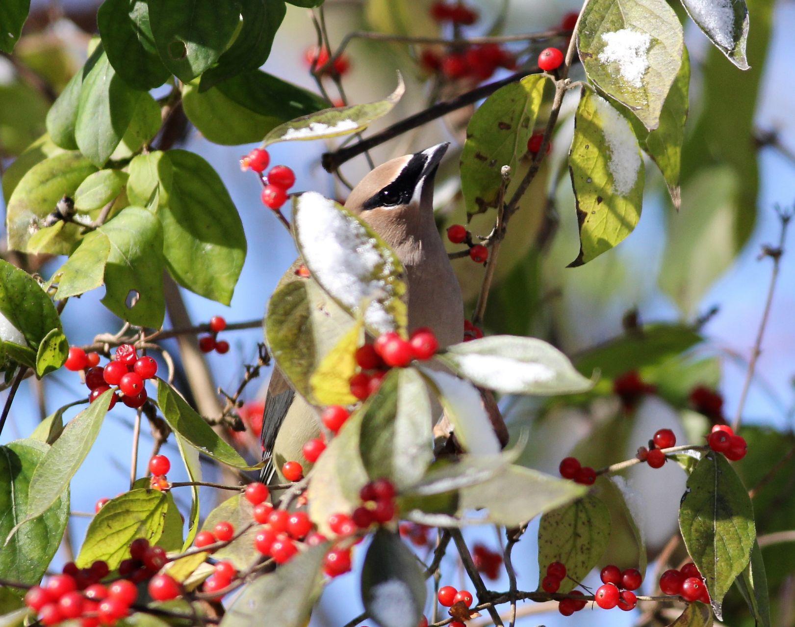 Photos: A cold, snowy day at Crab Orchard